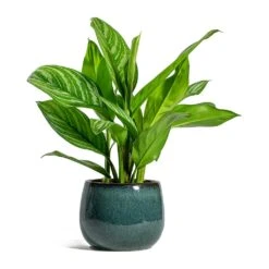Aglaonema Stripes - Chinese Evergreen 16 Aglaonema Stripes - Chinese Evergreen -Garden Potted Plant Shop Aglaonema Stripes Chinese Evergreen Odile Plant Pot Moss 907b4141 7b84 4a55 a403 a55a1c6f280d