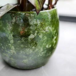 Aimee Plant Pot - Pear -Garden Potted Plant Shop Aimee Plant Pot Pear Banana Plant