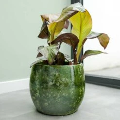 Aimee Plant Pot - Pear -Garden Potted Plant Shop Aimee Plant Pot Pear Houseplants