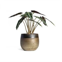 Mya Plant Pot - Deep Champagne -Garden Potted Plant Shop Alocasia Bambino Arrow Jewel Alocasia 14x35cm Mya Plant Pot Deep Champagne 18x16cm 1236a17a ed1a 4116 9b7b 8894167eda24