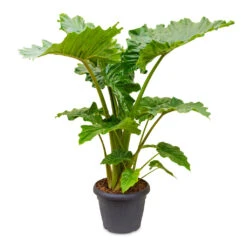Alocasia Portodora - Upright Elephant Ear 27 Alocasia Portodora - Upright Elephant Ear -Garden Potted Plant Shop Alocasia Portodora 35x120cm