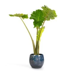Alocasia Portodora - Upright Elephant Ear 21 Alocasia Portodora - Upright Elephant Ear -Garden Potted Plant Shop Alocasia Portodora Upright Elephant Ear 24x90cm Aimee Plant Pot River Blue 33x28cm