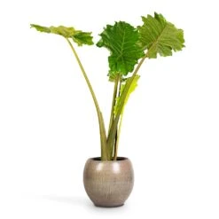 Alocasia Portodora - Upright Elephant Ear 20 Alocasia Portodora - Upright Elephant Ear -Garden Potted Plant Shop Alocasia Portodora Upright Elephant Ear 24x90cm Ayla Plant Pot Grey Brushed 37x32cm