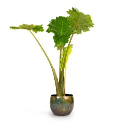 Alocasia Portodora - Upright Elephant Ear 19 Alocasia Portodora - Upright Elephant Ear -Garden Potted Plant Shop Alocasia Portodora Upright Elephant Ear 24x90cm Ellen Metal Plant Pots Set3 Vintage Green 4667239b ad7f 42bd aba5 d1754f026680