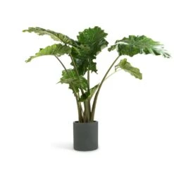 Alocasia Portodora - Upright Elephant Ear 25 Alocasia Portodora - Upright Elephant Ear -Garden Potted Plant Shop Alocasia Portodora Upright Elephant Ear 24x90cm Max Refined Planter Pine Green 29x29.5cm