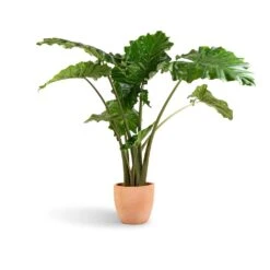 Alocasia Portodora - Upright Elephant Ear 18 Alocasia Portodora - Upright Elephant Ear -Garden Potted Plant Shop Alocasia Portodora Upright Elephant Ear 24x90cm Terracotta Plant Pot 30x26cm