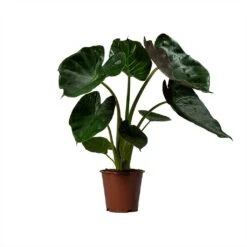 Alocasia Wentii - Hardy Elephant Ear -Garden Potted Plant Shop Alocasia Wentii Hardy Elephant Ear 19x65cm 1