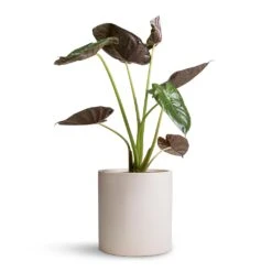 Max Refined Planter - Natural White 16 Max Refined Planter - Natural White -Garden Potted Plant Shop Alocasia Wentii Hardy Elephant Ear 19x65cm Max Refined Planter Natural White 29x29.5cm d4ea101c 622f 46d9 991b b420903e5507