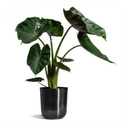 Alocasia Wentii - Hardy Elephant Ear -Garden Potted Plant Shop Alocasia Wentii Hardy Elephant Ear 19x65cm Mayk Plant Pot Lead 22.5cmx23cm