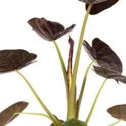 Alocasia Wentii - Hardy Elephant Ear -Garden Potted Plant Shop Alocasia Wentii Hardy Elephant Ear DETAIL 3