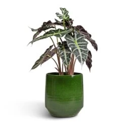 Remi Plant Pot - Green -Garden Potted Plant Shop Alocasia amazonica Polly Elephant Ear 17x50cm Remi Plant Pot Green 23x25cm