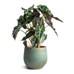 Ryan Plant Pot - Blue Gold -Garden Potted Plant Shop Alocasia amazonica Polly Elephant Ear Ryan Plant Pot Blue Gold 3ef5f156 1fc5 4551 b37a 6cd73c7b3a41