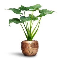 Opus Raw Couple Planter - Gold -Garden Potted Plant Shop Alocasia cucullata Hooded Dwarf Elephant Ear HydroCare Opus Raw Couple Planter Gold 57784609 e4bf 4836 b797 d912d260100c