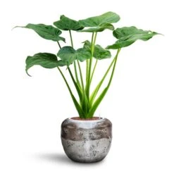 Opus Raw Couple Planter - Silver -Garden Potted Plant Shop Alocasia cucullata Hooded Dwarf Elephant Ear HydroCare Opus Raw Couple Planter Silver a34892d9 95ff 4845 abe9 8885537631dc