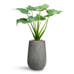 Patt High Plant Vase - Ridged Dark Grey -Garden Potted Plant Shop Alocasia cucullata Hooded Dwarf Elephant Ear HydroCare Patt High Plant Vase Ridged Dark Grey 40f9e0f7 998a 468e b926 8e19612b7a3f