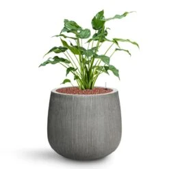 Pax Planter - Ridged Dark Grey -Garden Potted Plant Shop Alocasia cucullata Hooded Dwarf Elephant Ear HydroCare Pax Planter Ridged Dark Grey fe81520c e4aa 49b1 bedf 663e77ee0bb1