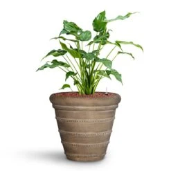 Treasure Selena Planter - Chalk Beige 14 Treasure Selena Planter - Chalk Beige -Garden Potted Plant Shop Alocasia cucullata Hooded Dwarf Elephant Ear HydroCare Treasure Selena Planter Chalk Beige f216ae93 651f 4c4b 920a 47934cf50681