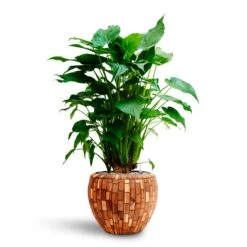 Facets Couple Planter - Jenga 17 Facets Couple Planter - Jenga -Garden Potted Plant Shop Alocasia cucullata Hooded Dwarf Elephant Ear HydrocultureFacets Couple Planter Jenga a6482f47 04ea 4120 87e8 45bc006b0932