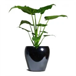 Amora Plant Pot - Anthracite Mirror 15 Amora Plant Pot - Anthracite Mirror -Garden Potted Plant Shop Alocasia cucullata Hooded Dwarf ElephantEar 19x75cm Amora Plant Pot Anthracite Mirror 26x26cm 926da5da 3fbe 4a6c b1ef 1c3e9482e1a5