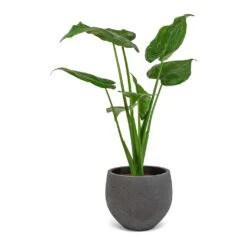 Mini Orb Kevan Plant Pot - Black Washed -Garden Potted Plant Shop Alocasia cucullata Mini Orb Kevan Plant Pot Black Washed 02bf3936 cc56 4d97 bb0a 8fed8a435123