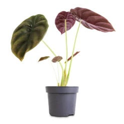 Alocasia Cuprea Red Secret - Elephant Ear -Garden Potted Plant Shop Alocasia cuprea Red Secret Elephant Ear 12x25cm 1