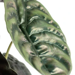Alocasia Cuprea Red Secret - Elephant Ear -Garden Potted Plant Shop Alocasia cuprea Red Secret Elephant Ear Close Up