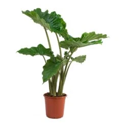 Alocasia Portodora - Upright Elephant Ear 17 Alocasia Portodora - Upright Elephant Ear -Garden Potted Plant Shop Alocasia portodora