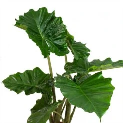 Garden Potted Plant Shop -Garden Potted Plant Shop Alocasia portodora Leaves