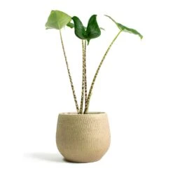 Ryan Plant Pot - Sand Gold -Garden Potted Plant Shop Alocasia zebrina Tiger Elephant Ear Ryan Plant Pot Sand Gold