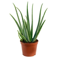 Aloe Vera -Garden Potted Plant Shop Aloe Vera 70cm