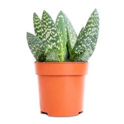 Aloe Vera Paradisicum - Jurassic Dino -Garden Potted Plant Shop Aloe Vera Paradisicum Jurassic Dino 10.5x20cm