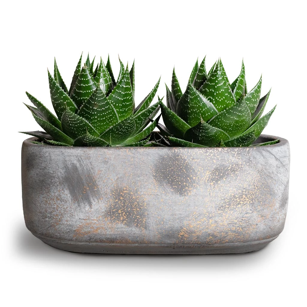Saar Oval Plant Bowl - Earth Cement 2 Saar Oval Plant Bowl - Earth Cement - Image 2