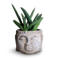 Aloe Vera Paradisicum - Jurassic Dino -Garden Potted Plant Shop Aloe evera Paradisicum 10.5x20cm Buddha Plant Pot Cement 17x13cm c1e1c1d6 0487 4ed7 a298 c5c360a5405a