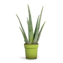 Aloe Vera -Garden Potted Plant Shop Aloe vera 12x35cm