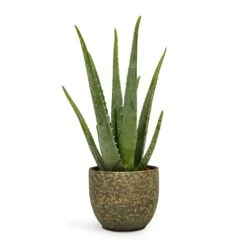 Aloe Vera -Garden Potted Plant Shop Aloe vera 12x35cm Rinca Plant Pot Shiny Green 15x13cm