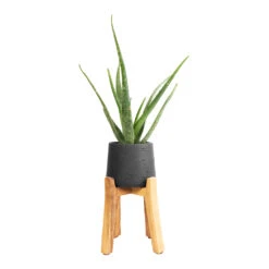 Patt Plant Pot - Tall Stand - Black Washed 14 Patt Plant Pot - Tall Stand - Black Washed -Garden Potted Plant Shop Aloe vera 12x40cm Patt Plant Pot Tall Stand Black Washed 23x34cm