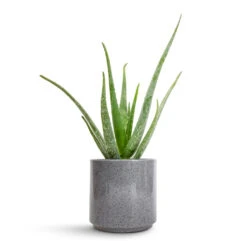 Aloe Vera -Garden Potted Plant Shop Aloe vera 12x40cm Remmi Glaze Plant Pot Grey 16x16cm 643ded9d a6ed 4b82 8b19 1b4189d14970
