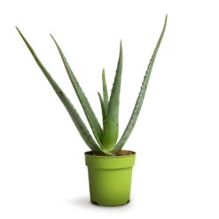Aloe Vera -Garden Potted Plant Shop Aloe vera 12x40cm 039499a8 986e 4a9b bff6 24faae8bf7ee