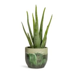 Aloe Vera -Garden Potted Plant Shop Aloe vera 15x45cm Moon Plant Pot Jungle 19x16cm a2fafaff 37af 44fb 924a 2f5bd5020ffd