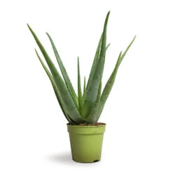 Aloe Vera -Garden Potted Plant Shop Aloe vera 15x50cm