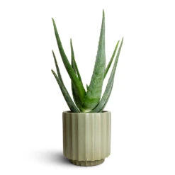 Aloe Vera -Garden Potted Plant Shop Aloe vera 15x50cm Bourton Scalloped Plant Pot Sage 18x18cm b187f9df 6bb8 440e a7c3 717616bd60dc