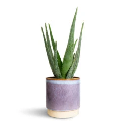 Copenhagen Plant Pot - Blue -Garden Potted Plant Shop Aloe vera 15x50cm Copenhagen Plant Pot Blue 18.5x19.5cm