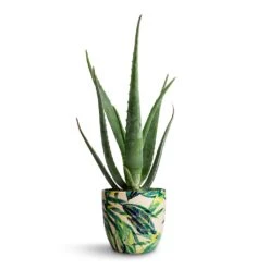 Aloe Vera -Garden Potted Plant Shop Aloe vera 15x50cm Monza Plant Pot Botanical Fern 17x17cm e9257a20 191d 4734 bbc2 871ad769d340