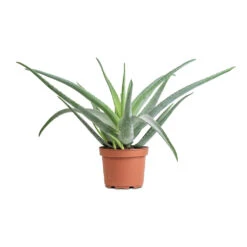 Aloe Vera -Garden Potted Plant Shop Aloe vera 19x55cm