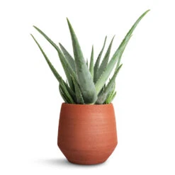 Aloe Vera -Garden Potted Plant Shop Aloe vera 19x55cm Humus Plant Pot Terra 20x23cm ce3f5633 e2ed 4b74 8d49 6017fd3bb85a