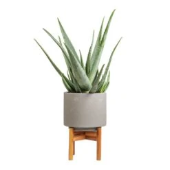 Vigo Plant Pot With Wooden Stand - Concrete Grey -Garden Potted Plant Shop Aloe vera 19x55cm Vigo Plant Pot with Wooden Stand Concrete Grey 22x30.5cm