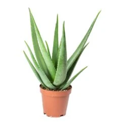 Aloe Vera -Garden Potted Plant Shop Aloe vera 19x60cm
