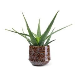 Aloe Vera -Garden Potted Plant Shop Aloe vera 21x60cm Noud Plant Pot Marrakesh 26x22cm