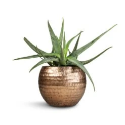 Aloe Vera -Garden Potted Plant Shop Aloe vera 21x60cm Opus Hammered Globe Planter Gold 40x32cm 49b50c0f 610d 4ae7 a308 0bfde6d2495e