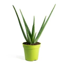 Aloe Vera -Garden Potted Plant Shop Aloe vera